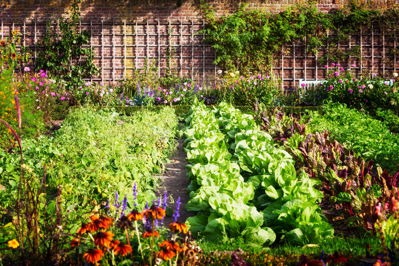 Vegetable garden